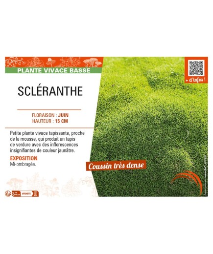 SCLERANTHUS uniflorus voir SCLÉRANTHE