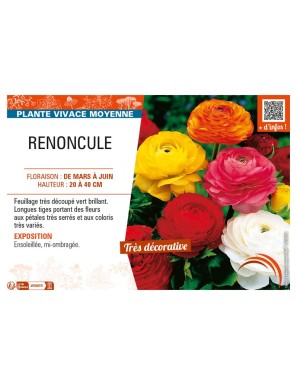 RENONCULE