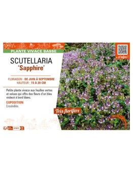 SCUTELLARIA (alpina) Sapphire