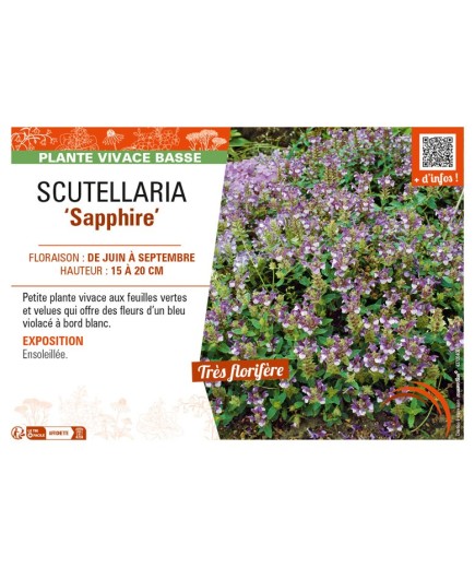 SCUTELLARIA (alpina) Sapphire