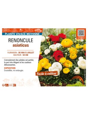 RENONCULE ASIATICUS (varié)
