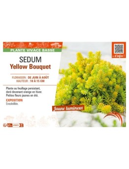 SEDUM YELLOW BOUQUET