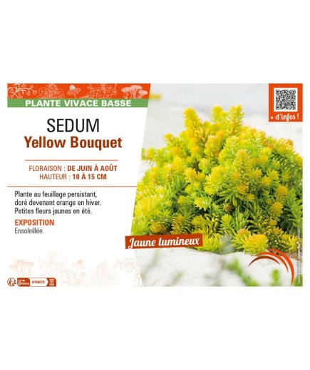 SEDUM YELLOW BOUQUET