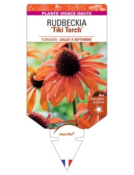 ECHINACEA Tiki Torch voir Rudbeckia