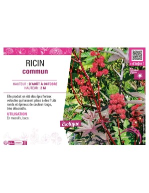 RICIN COMMUN