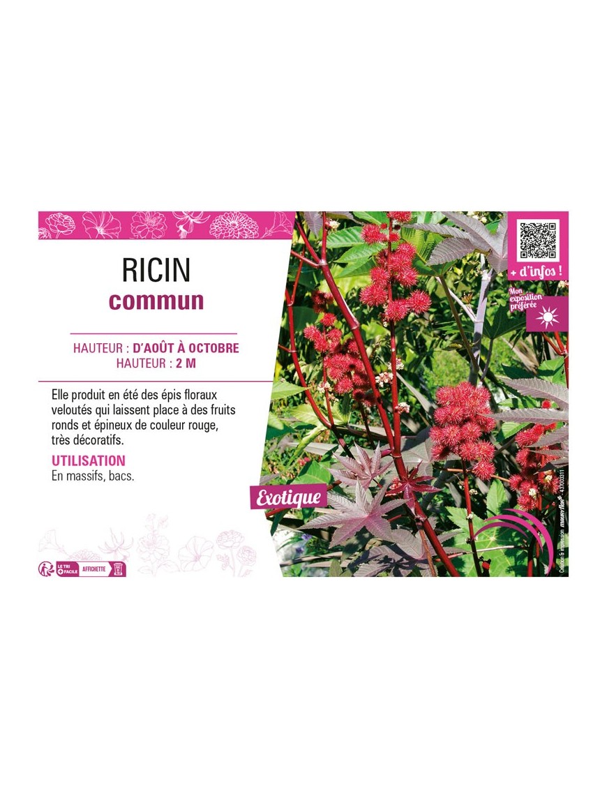 RICIN COMMUN