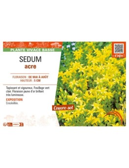 SEDUM ACRE