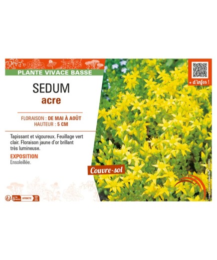 SEDUM ACRE