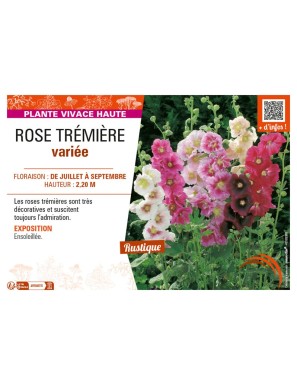 ROSE TRÉMIÈRE (variée)