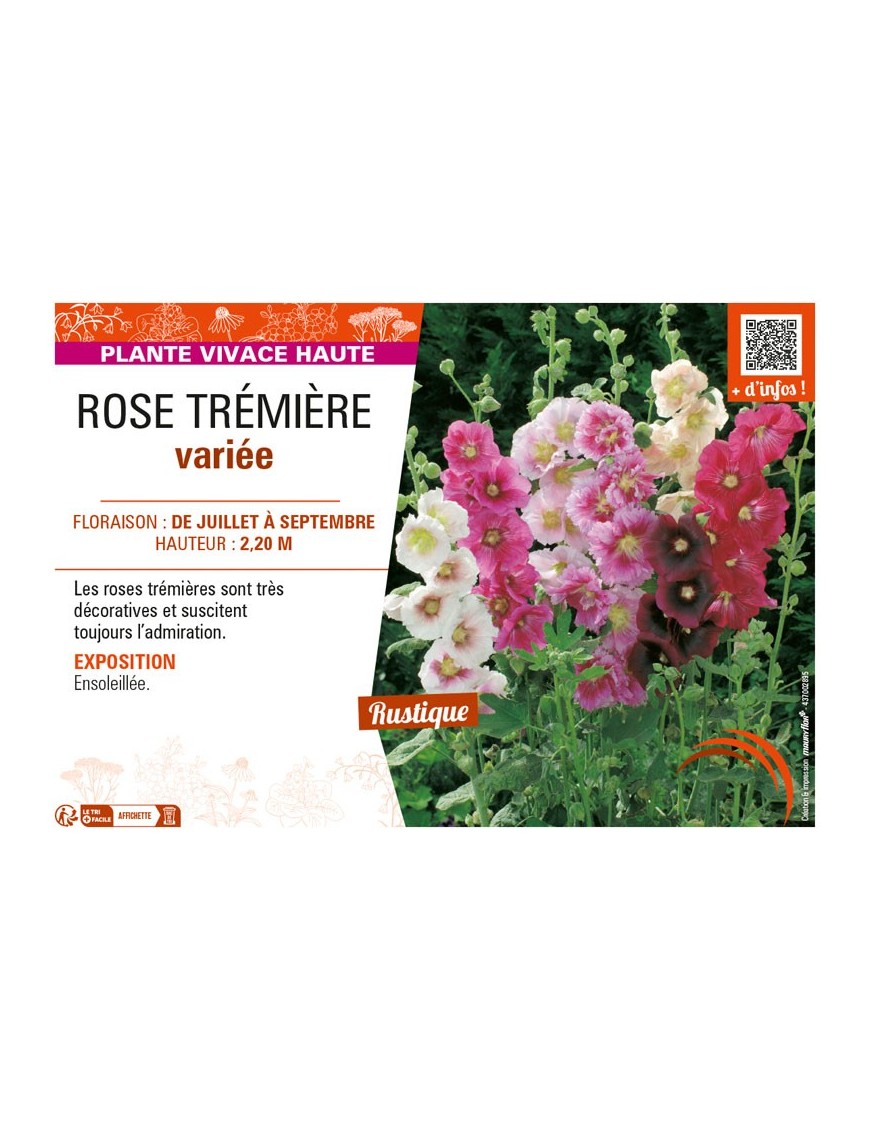 ROSE TRÉMIÈRE (variée)