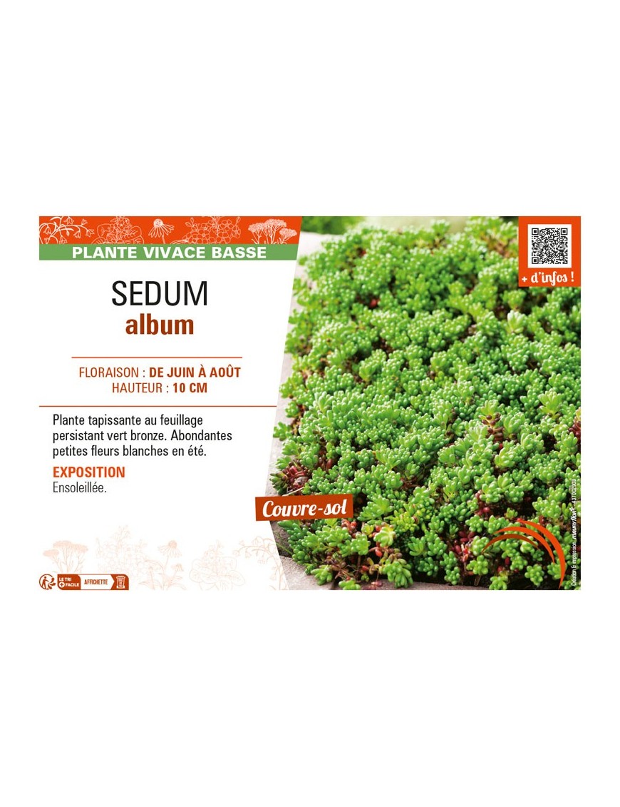 SEDUM ALBUM