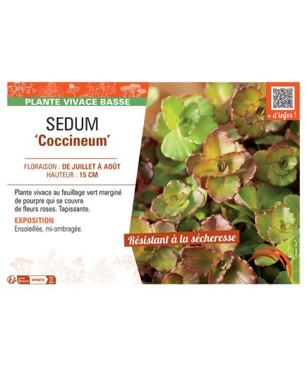 SEDUM ‘Coccineum’