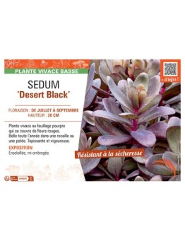 SEDUM ‘Desert Black’