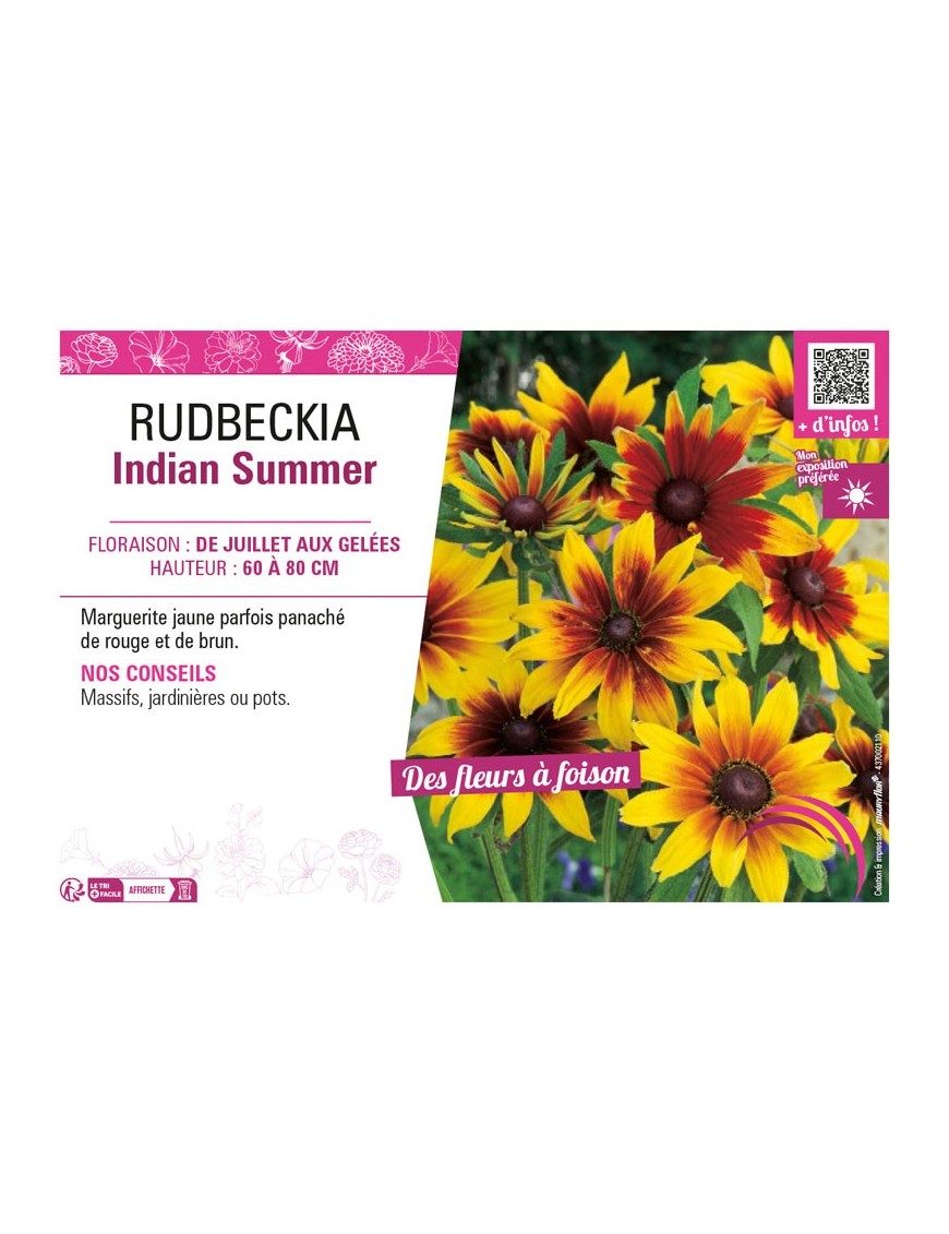 RUDBECKIA INDIAN SUMMER