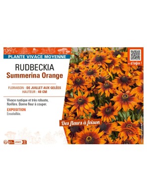 RUDBECKIA SUMMERINA ORANGE