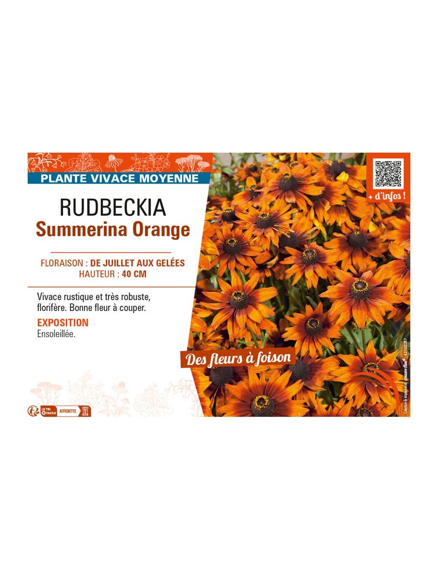 RUDBECKIA SUMMERINA ORANGE