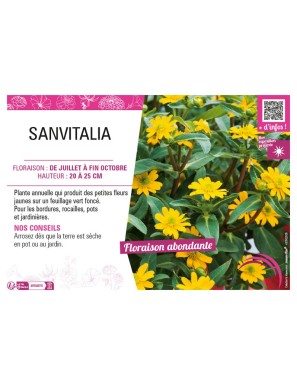SANVITALIA
