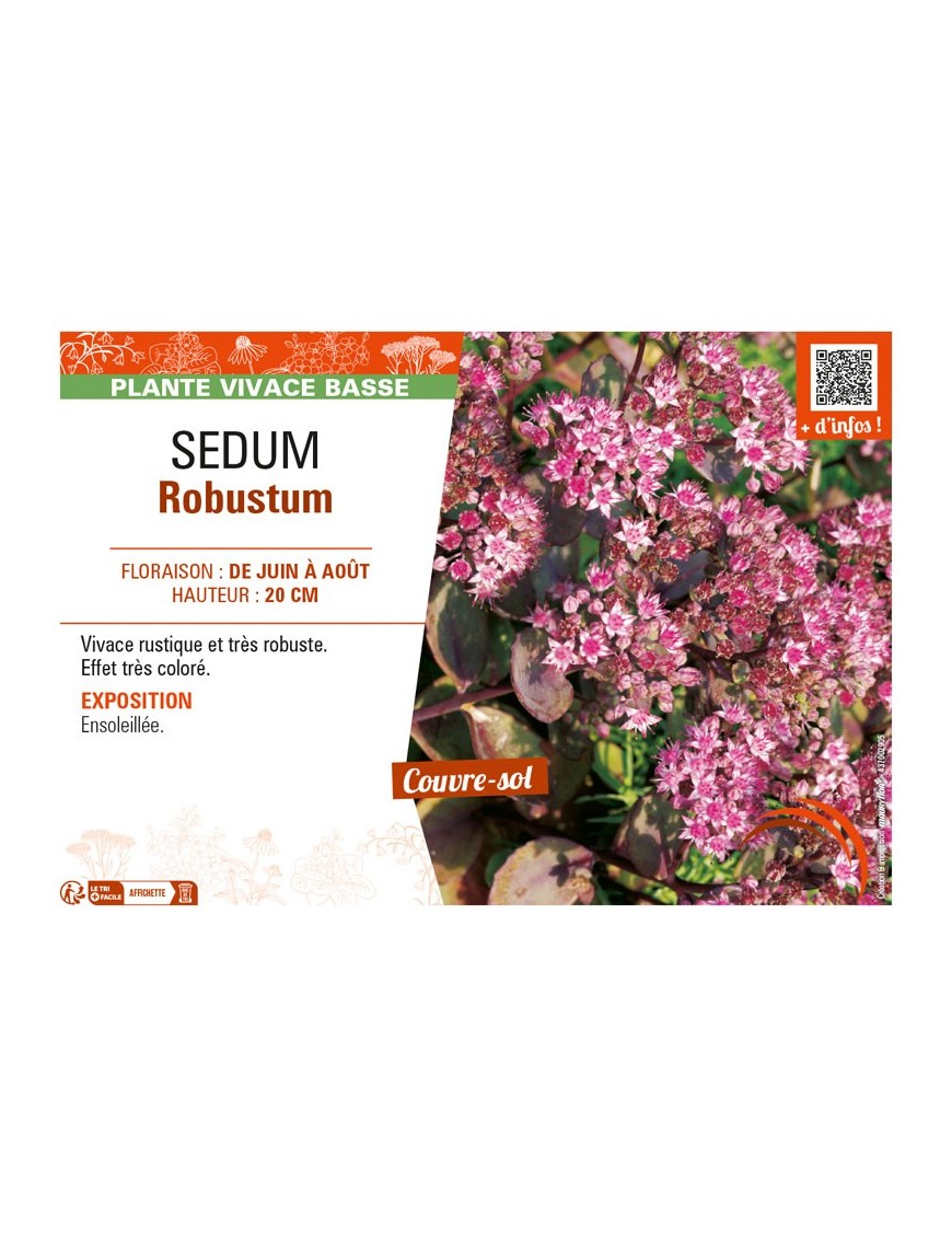 SEDUM ROBUSTUM