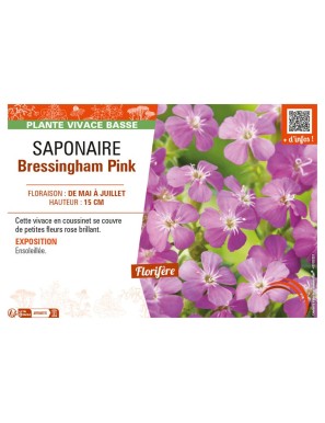 SAPONAIRE BRESSINGHAM PINK