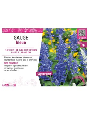 SAUGE (FARINACEA) BLEUE