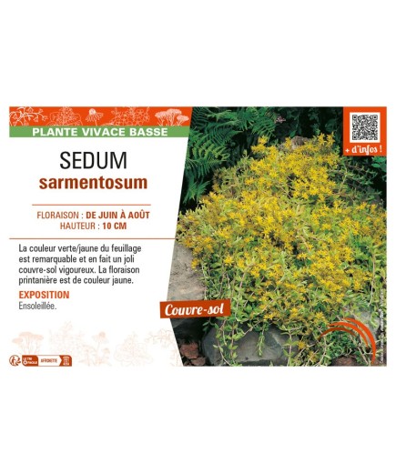 SEDUM SARMENTOSUM