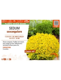 SEDUM SEXANGULARE