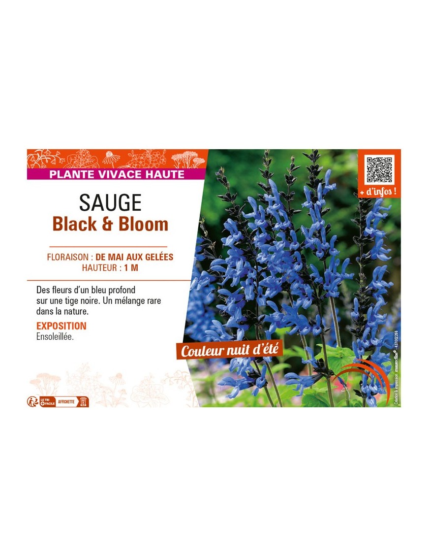 SAUGE BLACK & BLOOM