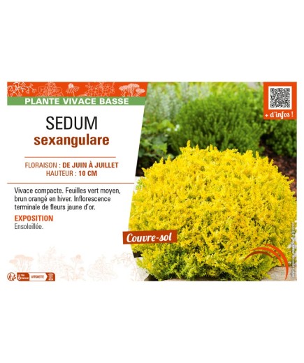SEDUM SEXANGULARE