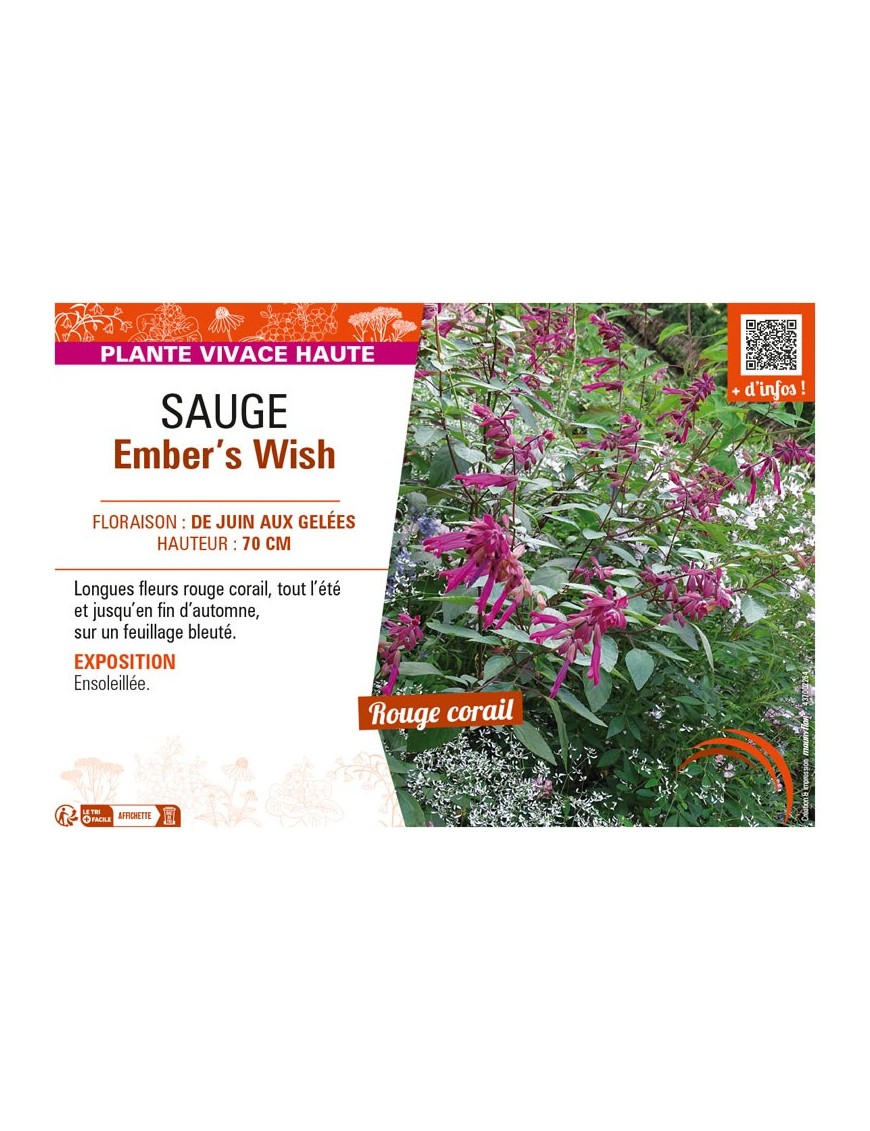 SAUGE EMBER'S WHISH