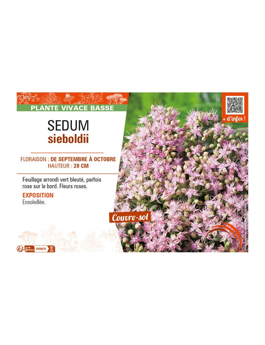 SEDUM SIEBOLDII