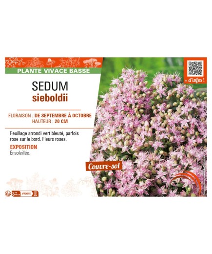 SEDUM SIEBOLDII