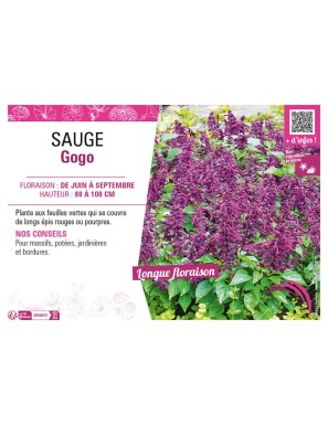 SAUGE GOGO