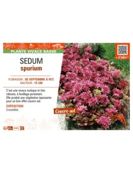 SEDUM SPURIUM