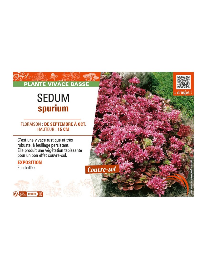 SEDUM SPURIUM