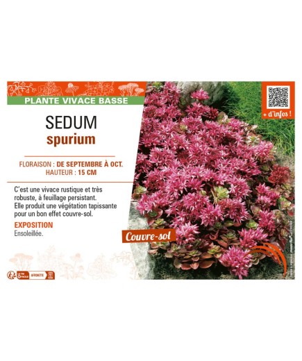 SEDUM SPURIUM