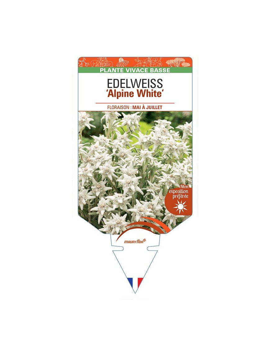 EDELWEISS (leontopodium souliei) Alpine White