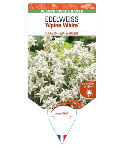 EDELWEISS (leontopodium souliei) Alpine White