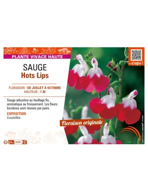 SAUGE HOT LIPS