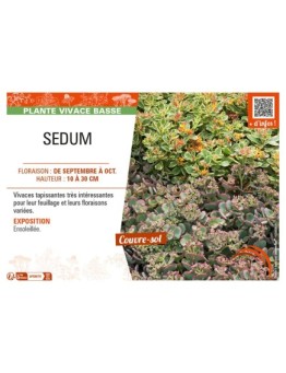SEDUM (varié)