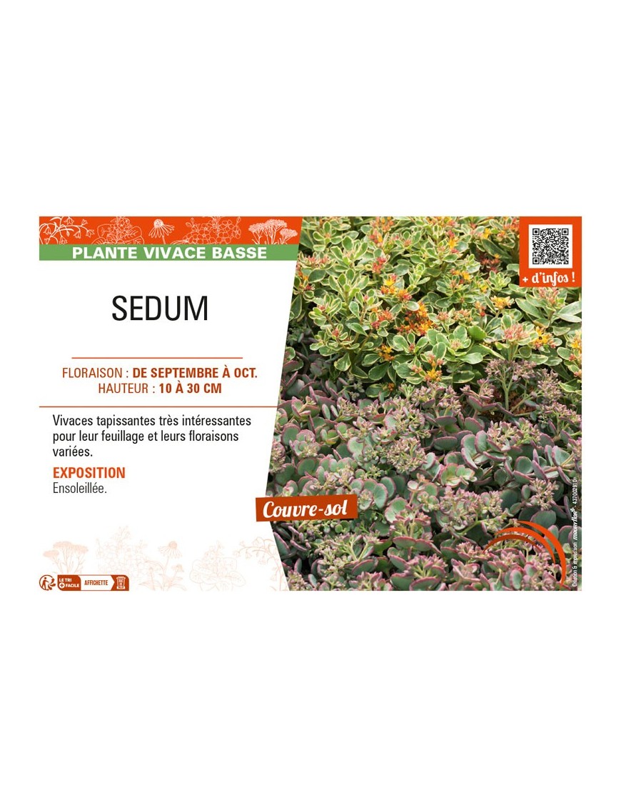 SEDUM (varié)
