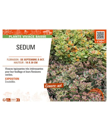 SEDUM (varié)