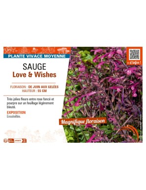 SAUGE LOVE & WISHES