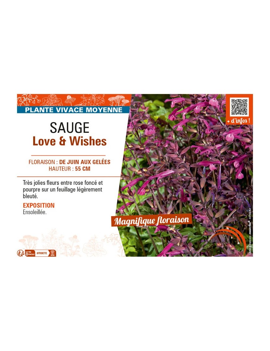 SAUGE LOVE & WISHES