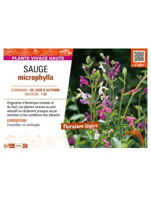 SAUGE MICROPHYLLA (variée)