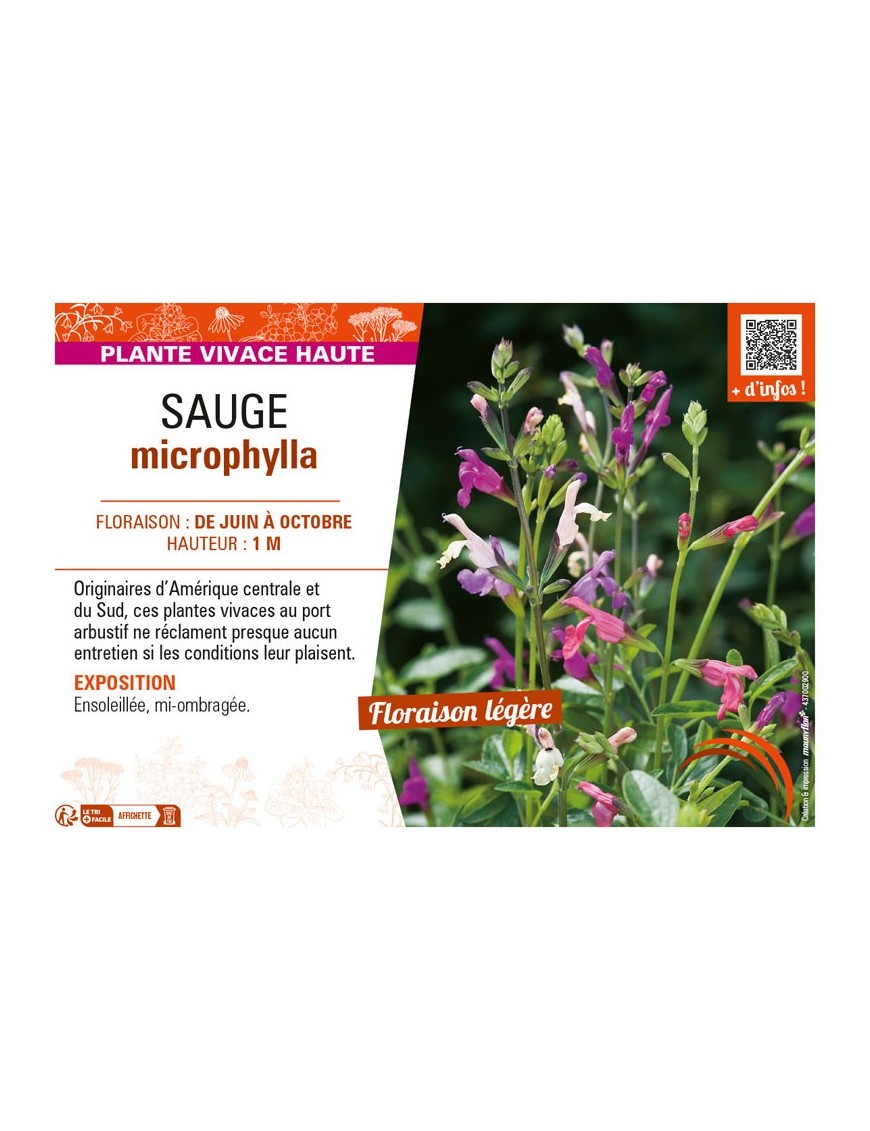 SAUGE MICROPHYLLA (variée)