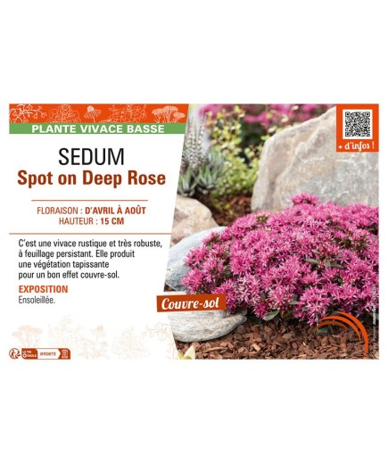 SEDUM SPOT ON DEEP ROSE