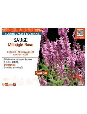 SAUGE MIDNIGHT ROSE