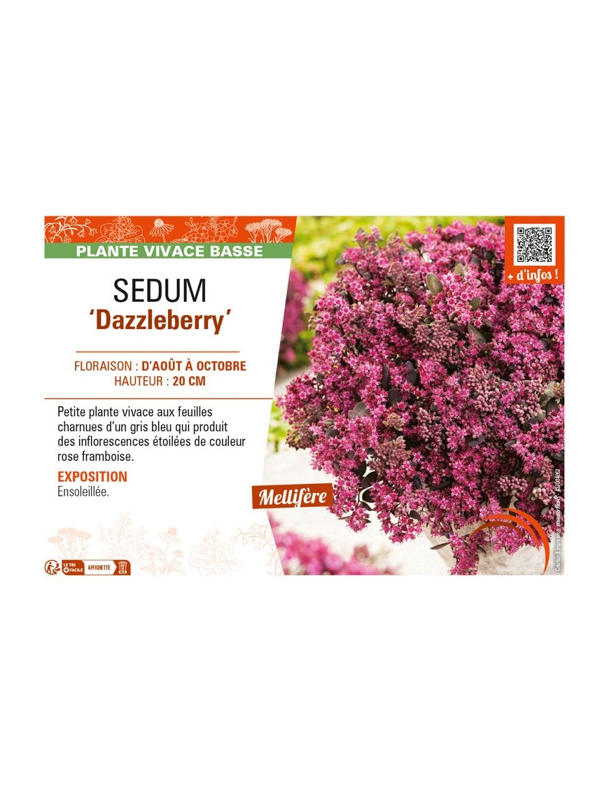 SEDUM Dazzleberry