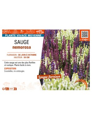 SAUGE NEMOROSA (variée)