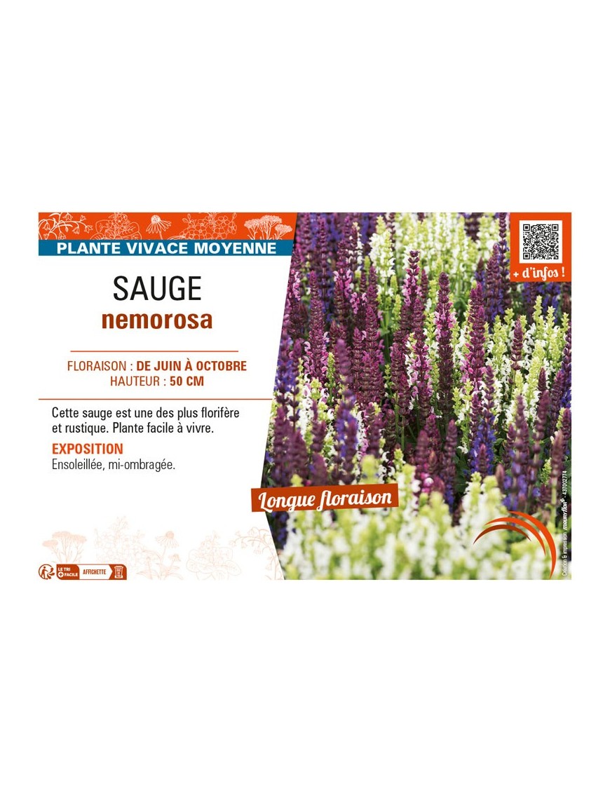 SAUGE NEMOROSA (variée)